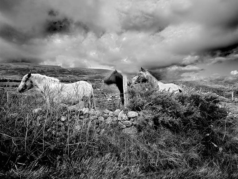 Black and white fine art photograph of ponies on the Inishowen Peninsula in County Donegal.