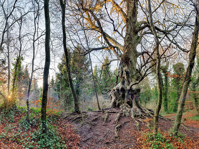 Fine art panoramic photograph of the Great Beech tree in Balrath Wood, County Meath.