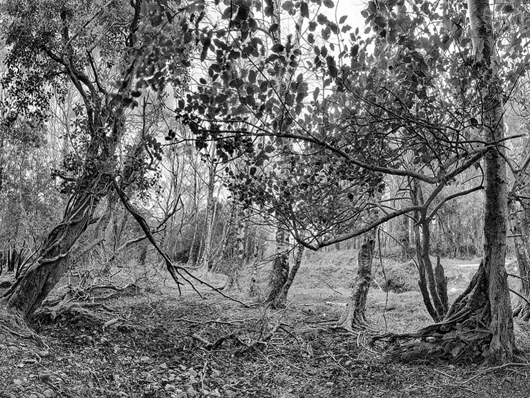 Fine art panoramic photograph of the forest in Tomies Wood, County Kerry.
