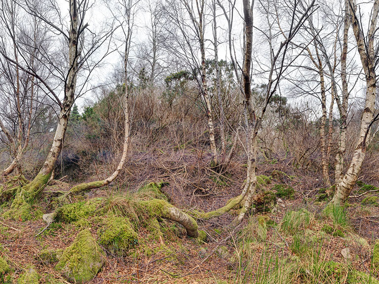 Fine art photograph of silver birch trees standing together in Tomies Wood, County Kerry.
