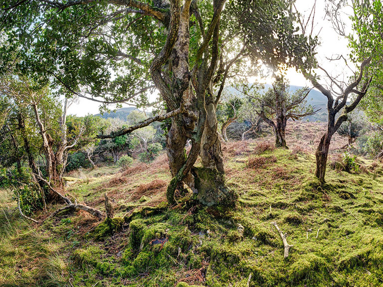Fine art panoramic photograph of twisted trees and a descending path in Tomies Wood leading towards O'Sullivan's Cascade.