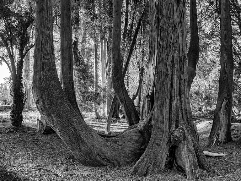 Fine art panoramic photograph of Japanese Thuja trees at Woodstock Gardens in Inistioge, County Kilkenny.