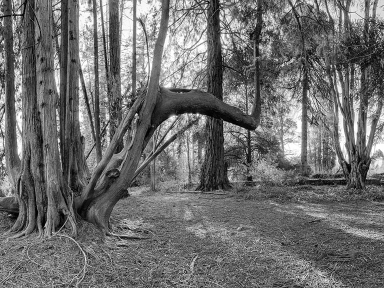 Fine art photograph of storm-bent trees at Woodstock Gardens in Inistioge, County Kilkenny.