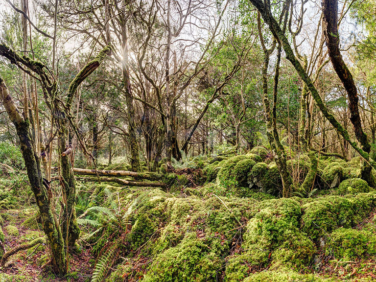 Panoramic photograph of the moss covered yew forest in Killarney National Park near Muckross Lake in County Kerry.