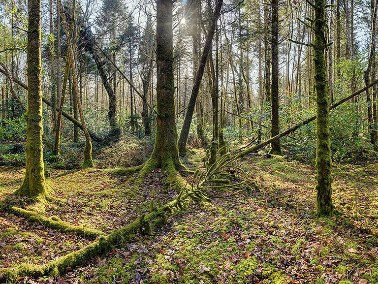 Fine art photograph of sunlit trees in Lough Key Forest Park in County Roscommon, with layered trunks, leaves and soft woodland light.