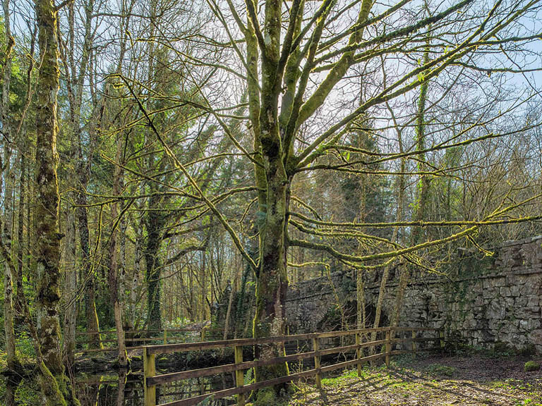 Fine art photograph of woodland in Lough Key Forest Park in County Roscommon, with layered trees and soft filtered light.