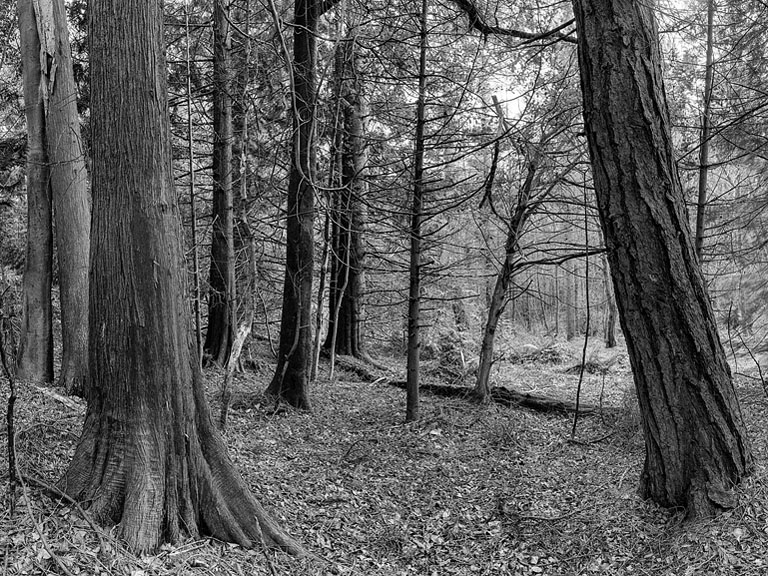 Fine art woodland photograph of a forest path through Avondale Forest Park in County Wicklow