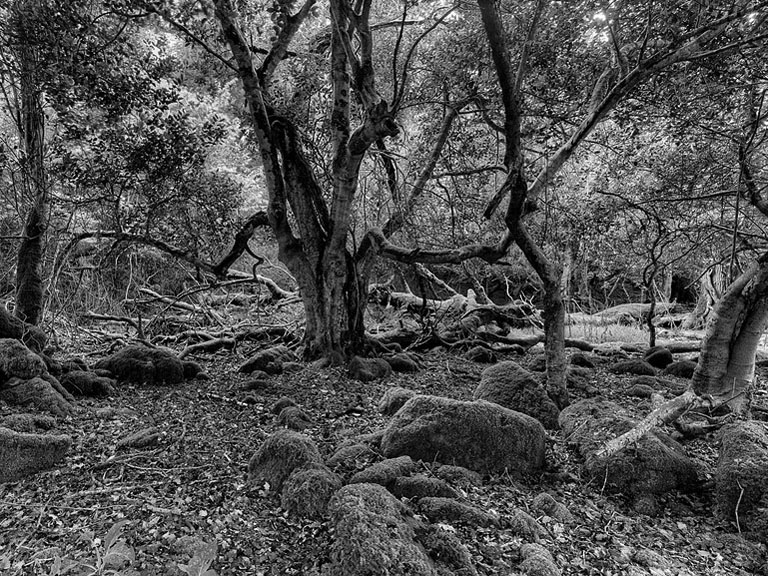 Forest photograph of tangled trees in Tomies Wood County Kerry with soft light filtering through the canopy.