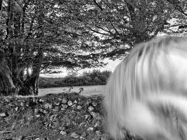 Abstract fine art photograph of a white mare’s neck and mane in the Wicklow Mountains countryside, Ireland