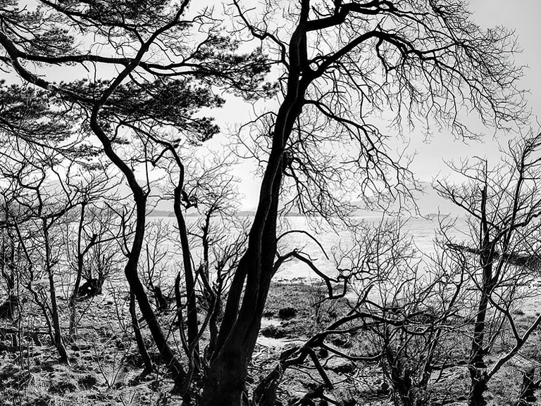 Landscape photograph of trees along the shore of Lough Leane near Killarney with calm water and distant hills.