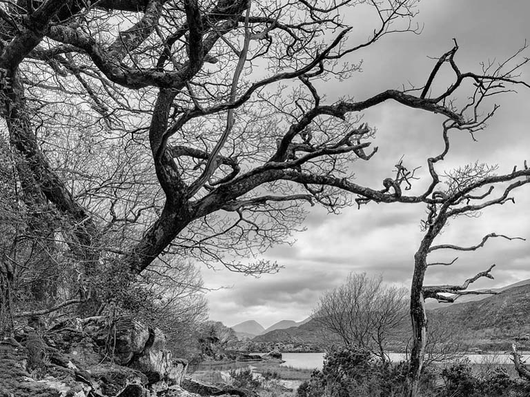 Landscape photograph of a wind-shaped tree at Upper Lake in Killarney National Park, County Kerry