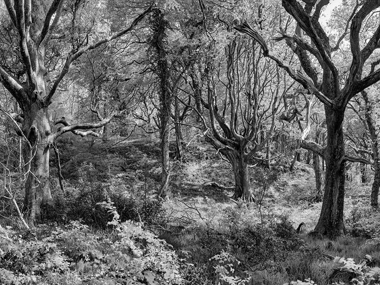 Black and white forest photograph on Ross Island near Killarney, with sunlit trees and deep woodland shadows