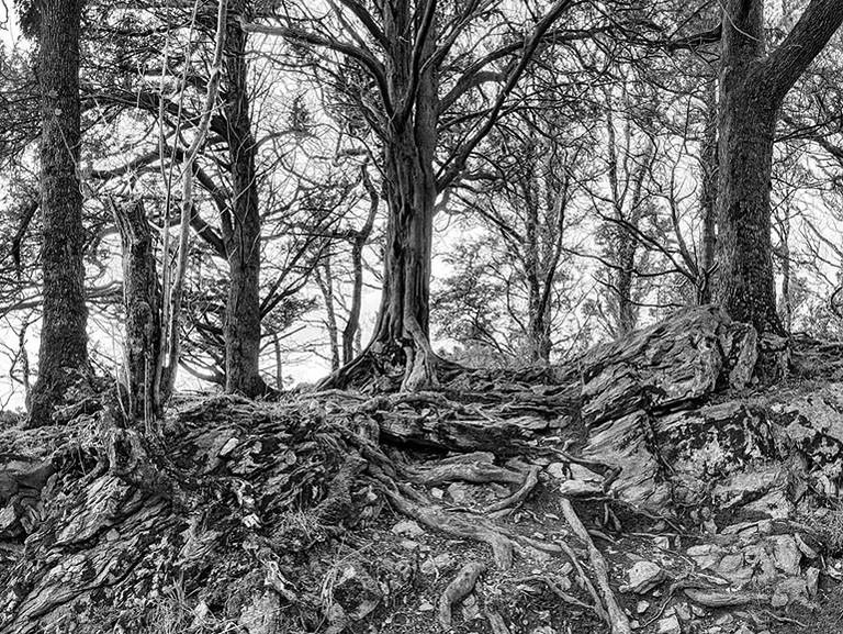 Photograph of a tree growing from exposed rock in Ross Island forest, Killarney National Park, County Kerry