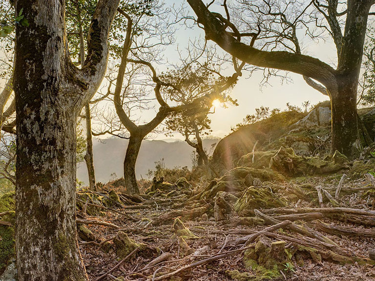 Forest photograph of dead wood and fallen trees near Galway’s Bridge on the Kenmare Road, Killarney National Park, County Kerry