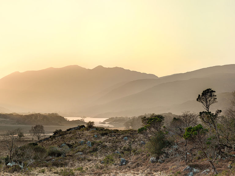 Landscape photograph of a cluster of trees in Killarney National Park, County Kerry, in soft evening light