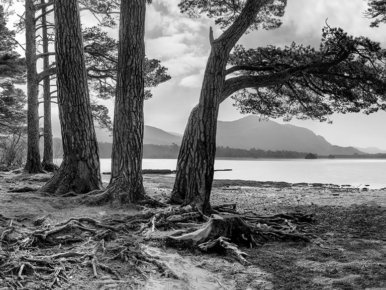 Black and white landscape photograph of trees along the shore of Lough Leane in Killarney, County Kerry