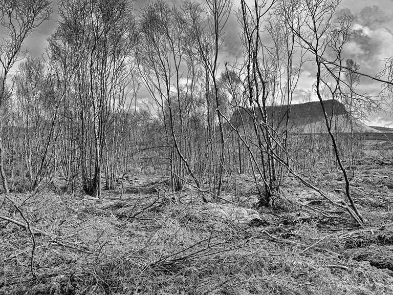 Landscape photograph of felled woodland beneath Ben Bulben mountain in County Sligo