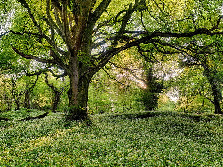 Woodland photograph of sunlit wild garlic on the forest floor on Ross Island in Killarney