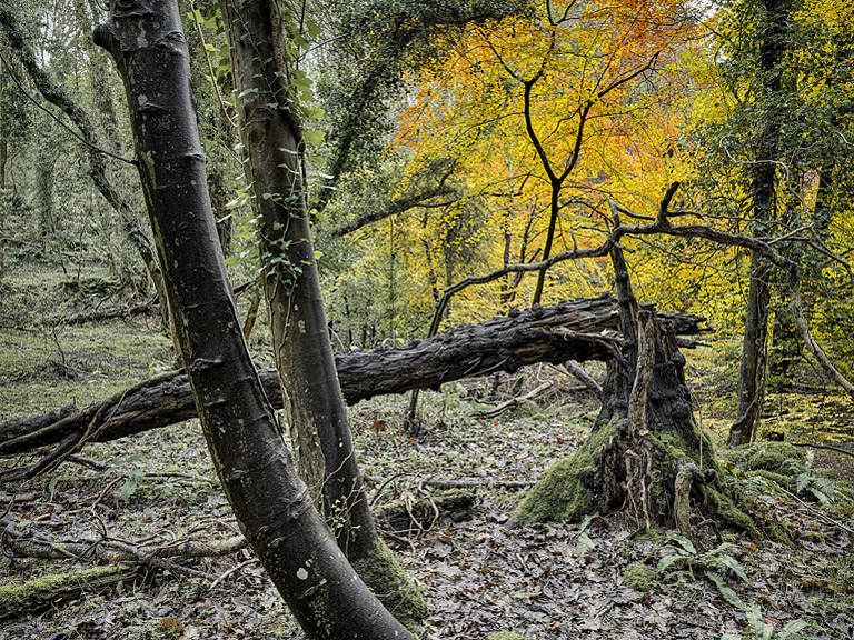 Autumn forest scene in Knocksink Wood, County Wicklow, with fallen leaves and layered tree trunks