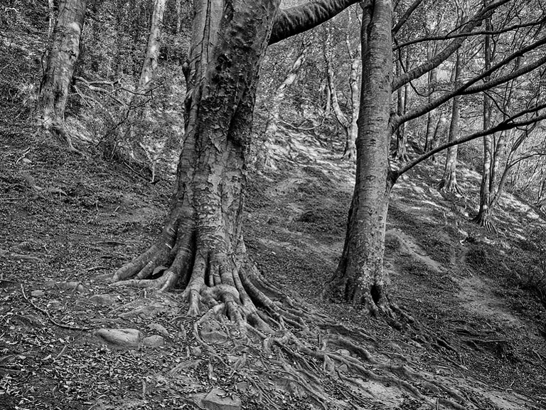Black and white forest photograph of Knocksink Wood in County Wicklow, showing trunks, branches and undergrowth