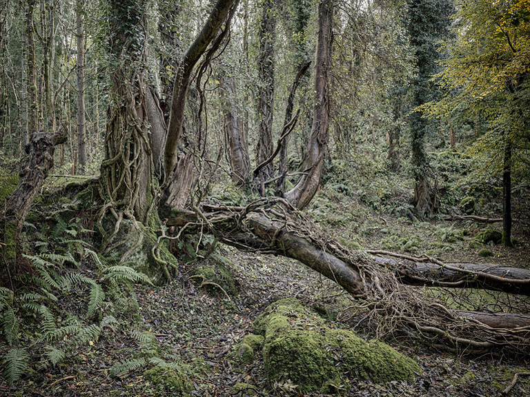 Irish forest scene in Knocksink Wood in the Wicklow countryside with layered trees and soft light