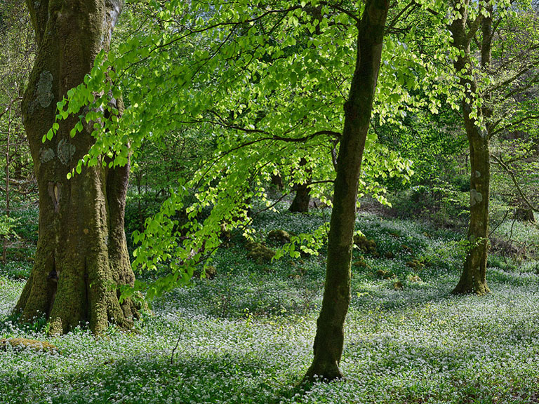 Large forest scene on Ross Island in County Kerry with dense trees and rich woodland texture