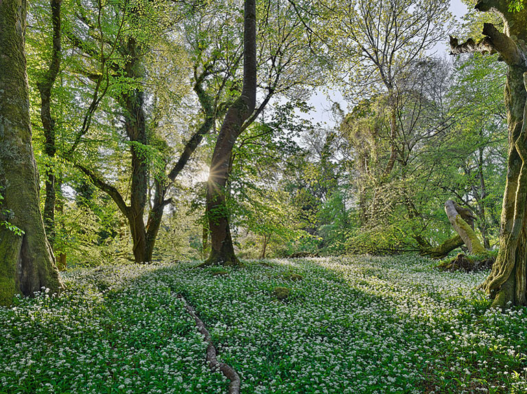 Carpet of sunlit wild garlic on the forest floor of Ross Island in County Kerry, fine art woodland photograph