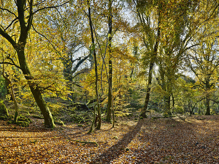 Autumn forest scene on Ross Island with trees and leaf-covered ground in warm seasonal colour