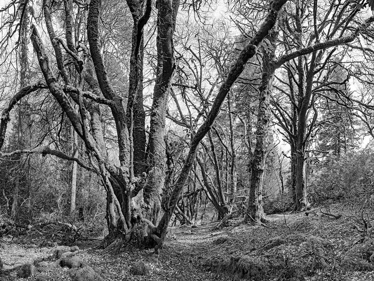 Black and white forest photograph of Cascade Wood in County Cork with trunks, branches and textured undergrowth