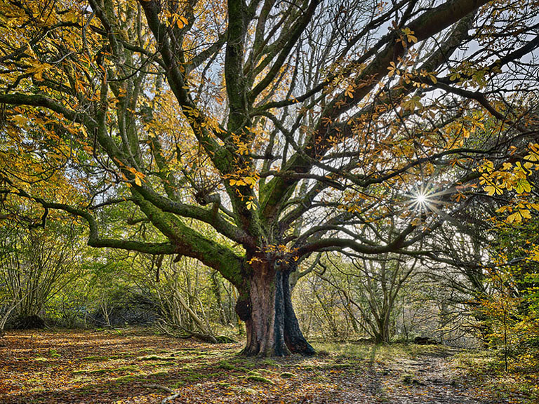 Fine art photograph of a horse chestnut tree in autumn on Ross Island near Killarney with warm forest colours.