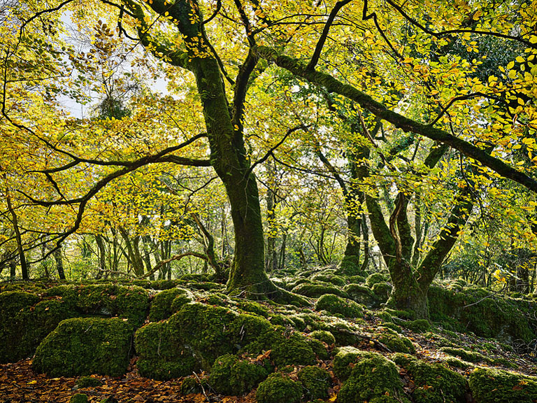 Fine art photograph of an autumn beech tree on Ross Island near Killarney with golden leaves and soft forest light.