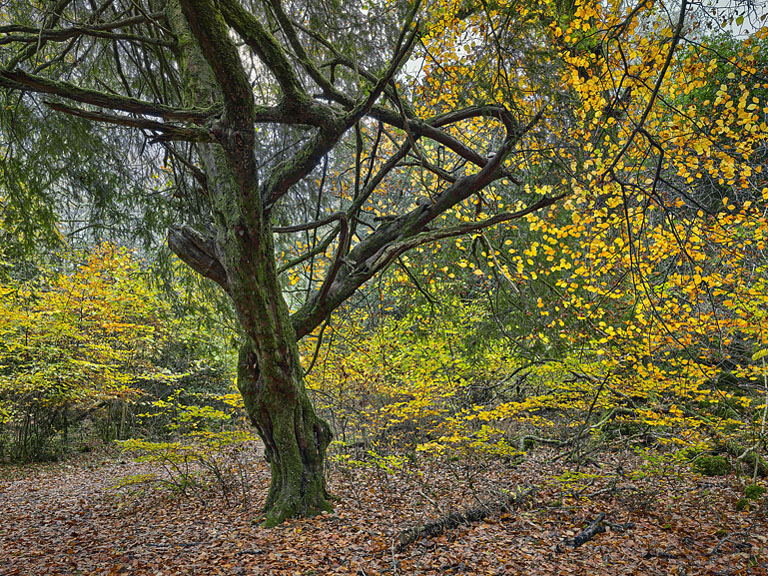 Fine art photograph of a dead tree lying among autumn leaves on Ross Island near Killarney.