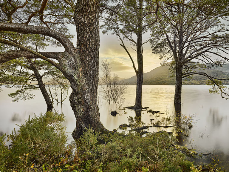 Fine art photograph of flooded woodland on Ross Island with trees reflected in the high waters of Lough Leane.