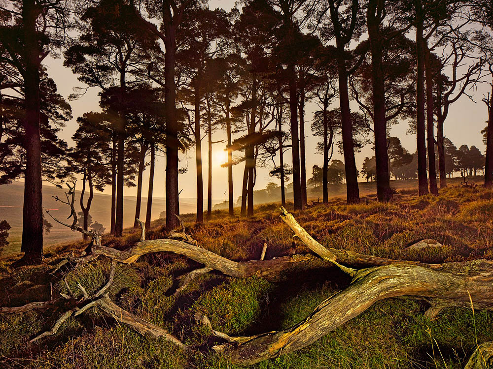 Fine art night photograph of the Coronation Plantation forest in County Wicklow lit by the moon.
