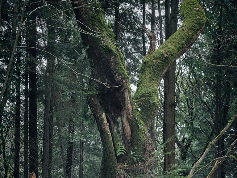 Fine art photograph of a dead tree standing alone in Avondale Forest Park in County Wicklow.