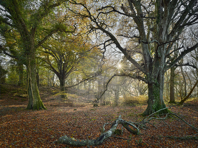 Fine art photograph of trees on Ross Island near Killarney catching the last warm light of the day between their trunks.