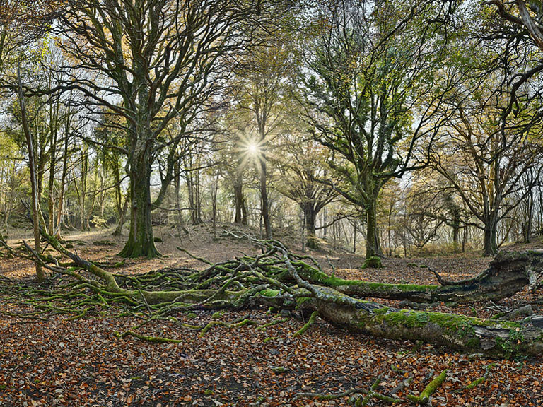 Sunlight streaming through autumn trees in the forest on Ross Island