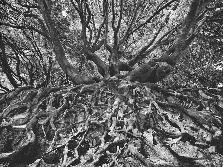 Black and white photograph of a tall tree with exposed roots in St Anne's Park, Dublin