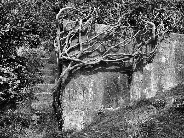 Fine art photograph of ivy growing over a concrete wall in West Cork