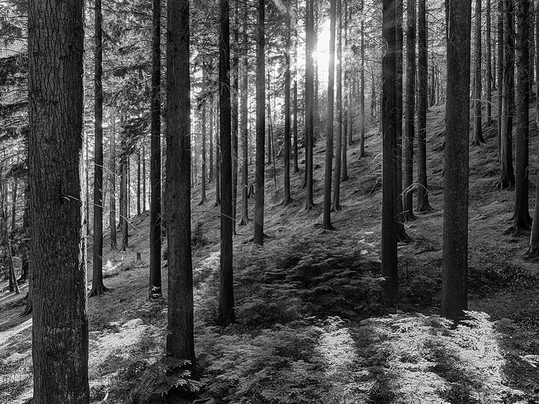 Sunlight streaming through tall trees in Devil's Glen Forest, County Wicklow