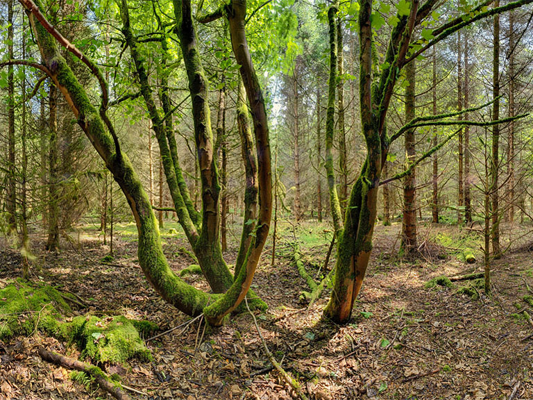 Fine art photograph of a forest path and sunlit trunks in Donadea Forest Park, County Kildare