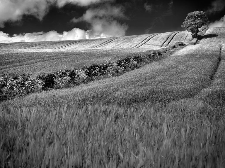 Fine art landscape of a sunlit wheat field with Strangford Lough in the distance, County Down
