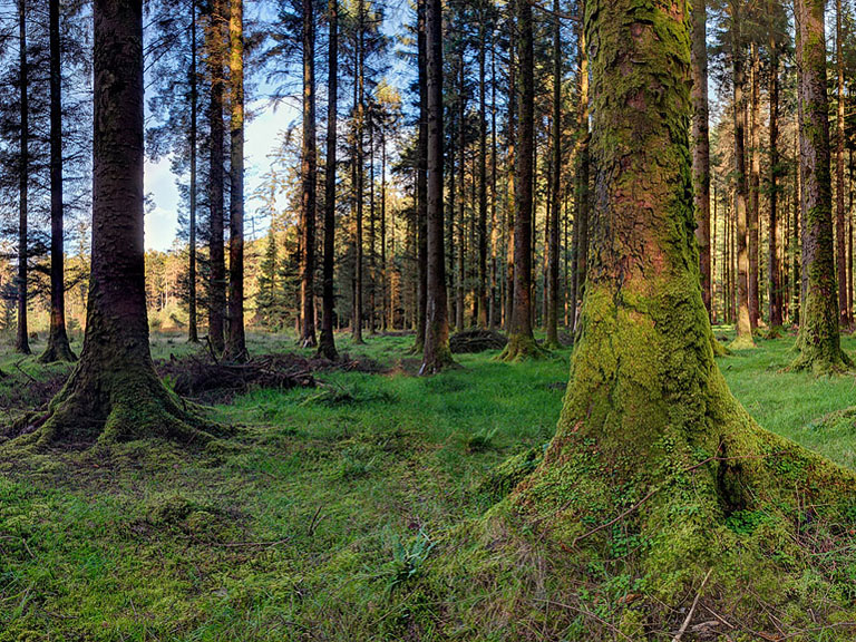 Fine art forest photograph of light and shadow among trees at Gougane Barra in County Cork