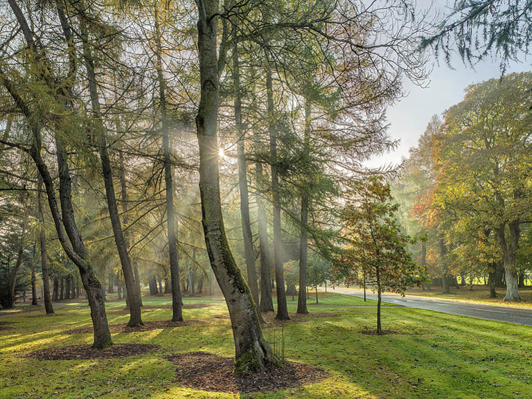 Sunlight streaming through trees in the woodland beside Belgard Castle, creating a calm forest scene.