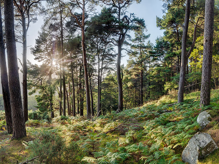 Sunlit forest scene above Lough Dan in County Wicklow, with trees and soft light on the woodland floor.