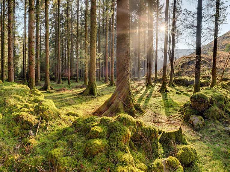 Misty forest scene at Gougane Barra with trees receding into soft light and haze.