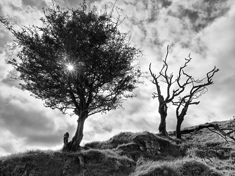 Sunlit hawthorn tree in the Wicklow countryside, standing alone against gentle hills.