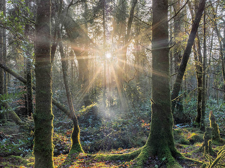 Sunset forest photograph in Lough Key Forest Park, with starburst light filtering through trees beside the lake in County Roscommon